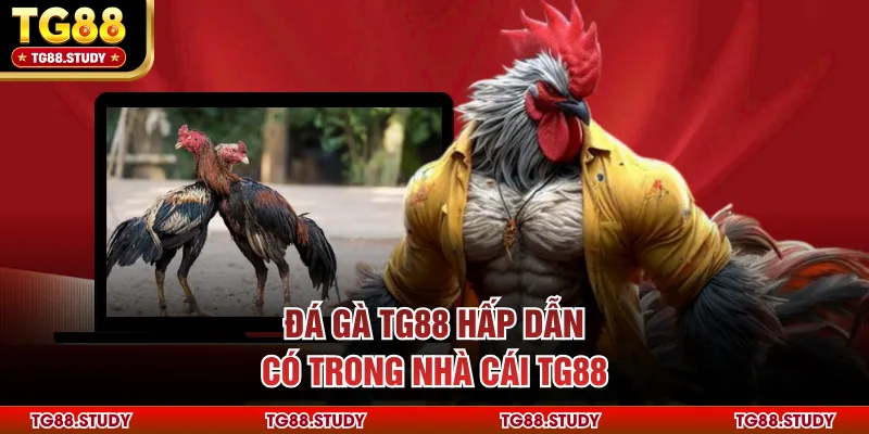 Đá gà TG88 hấp dẫn có trong nhà cái TG88